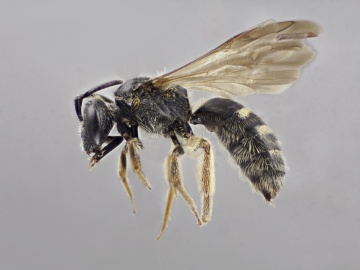 [Lasioglossum fuscipenne female thumbnail]